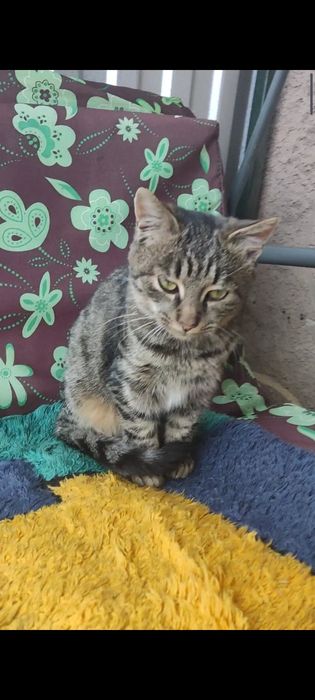 Віддам в добрі руки котика