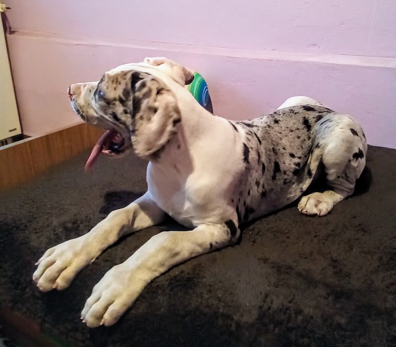 Dog niemiecki, piesek szczenię urodzony koniec lipca