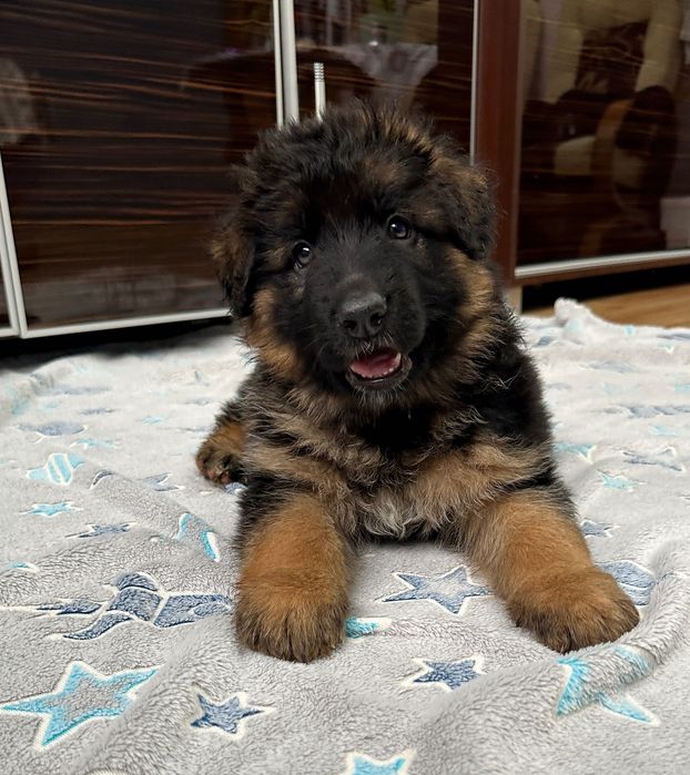 Suczka Owczarka Niemieckiego Długowłosy FCI