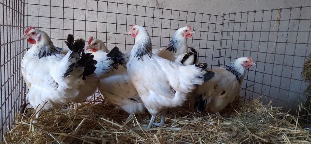 Nioski Rosa 24 tygodnie! Wysyłka od 10 sztuk.