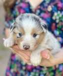 Owczarek australijski blue merle po Interchampionie