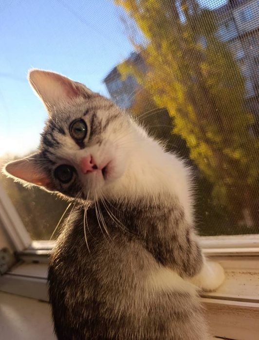 Отдам даром в добрые руки серо-белого котенка