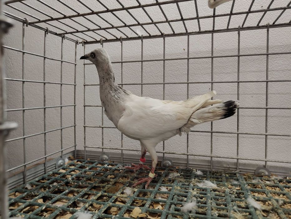 Jasny samiec 2021 gołębie