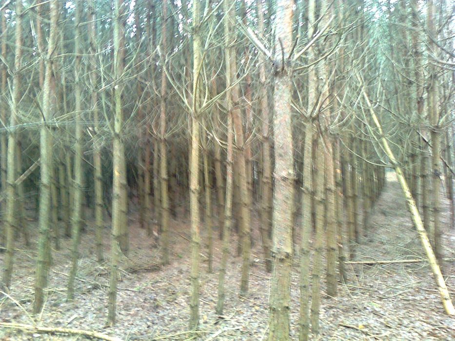 sprzedam drewno z przecinki