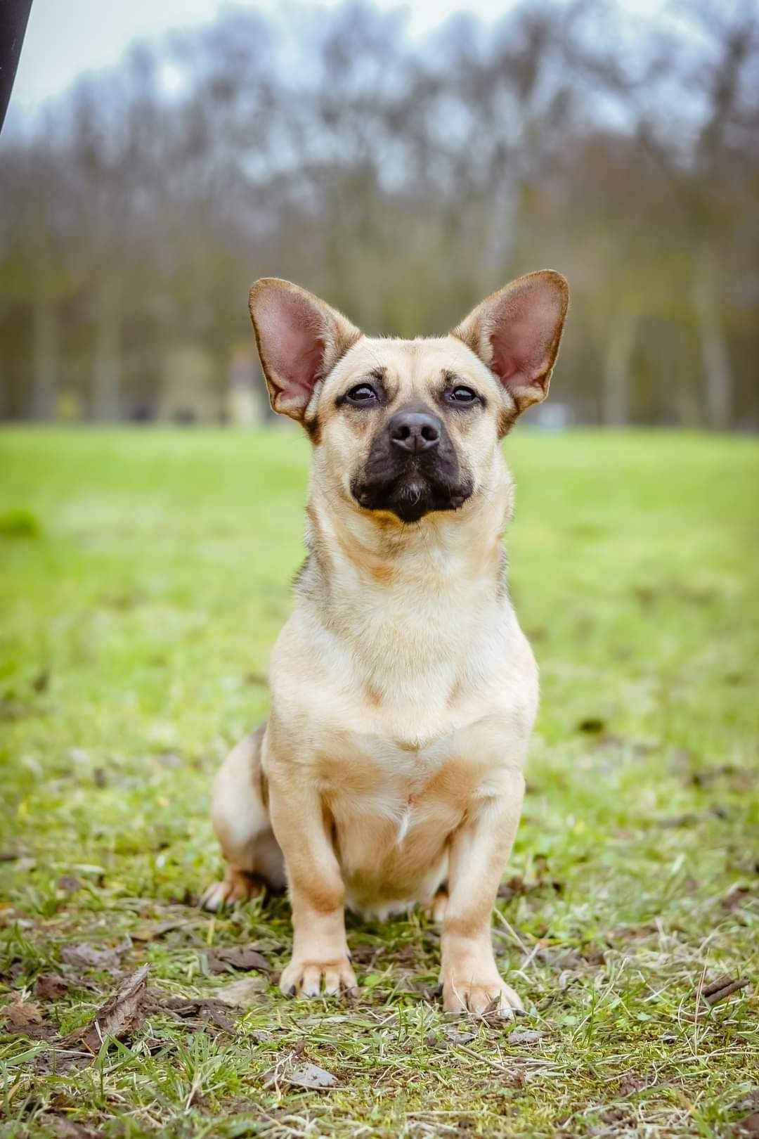 Podrośnięty szczeniak do adopcji! Wesoła, pogodna sunia do pokochania!