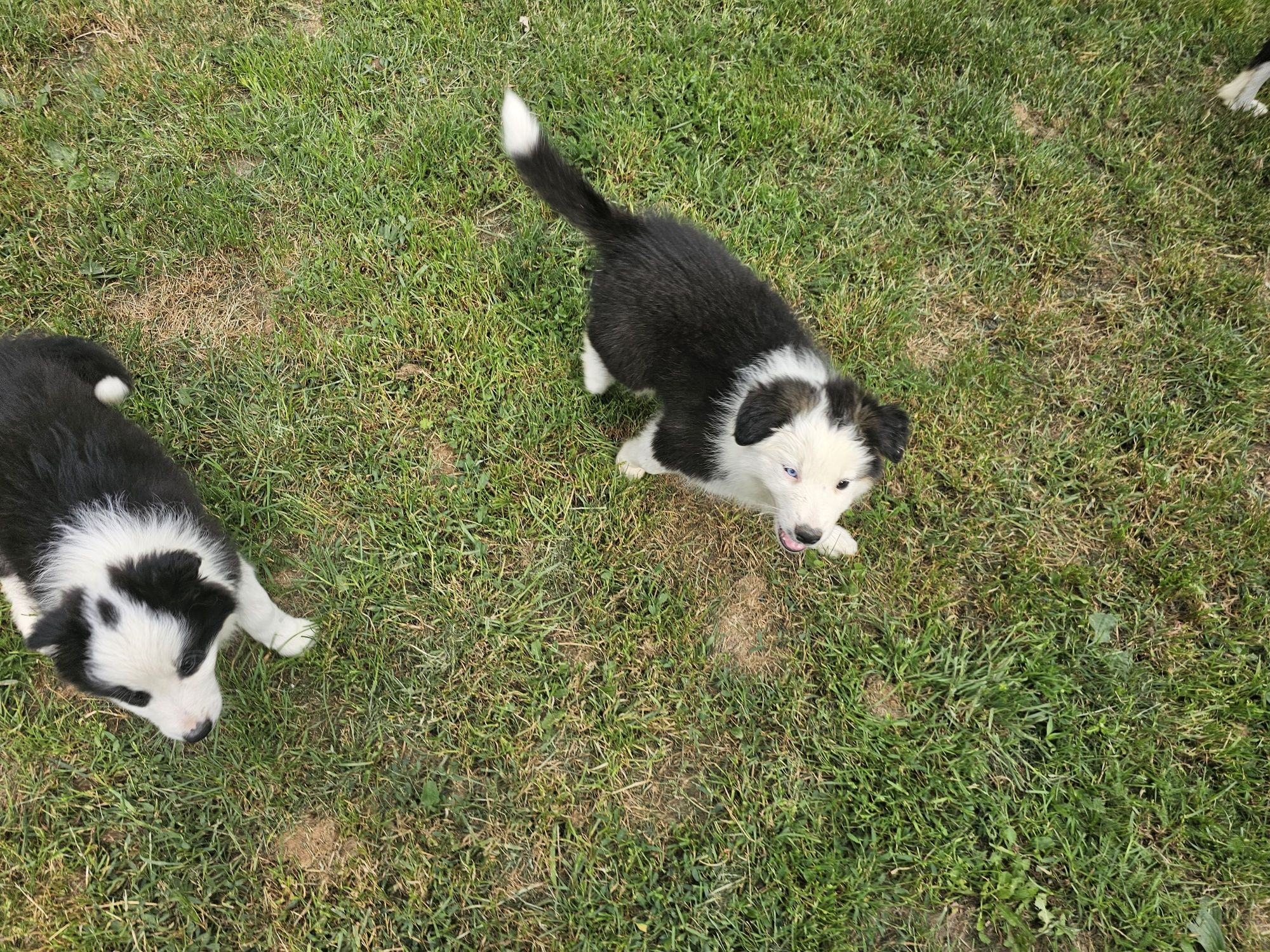 Szczeniaki Border Collie