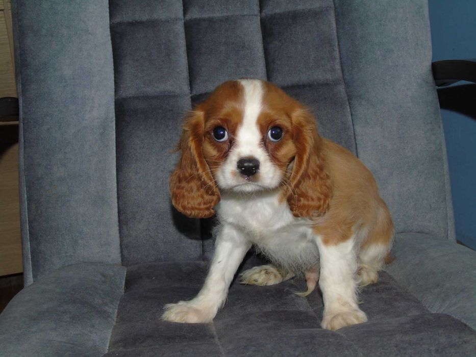 Cavalier King Charles Spaniel chłopiec