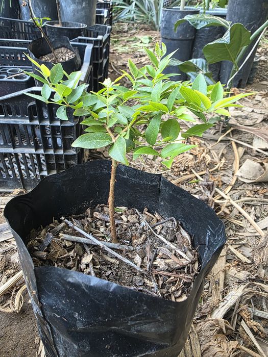 Jabuticaba Sabara