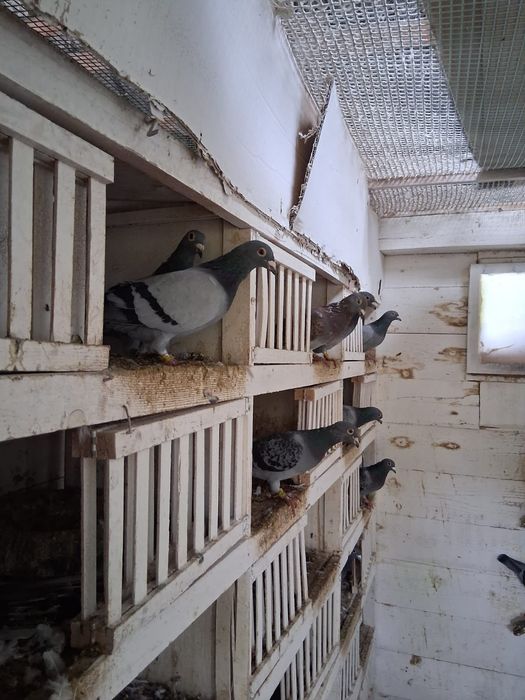 Likwidacja Hodowli Gołębie pocztowe plus zegar Tauris compact plus