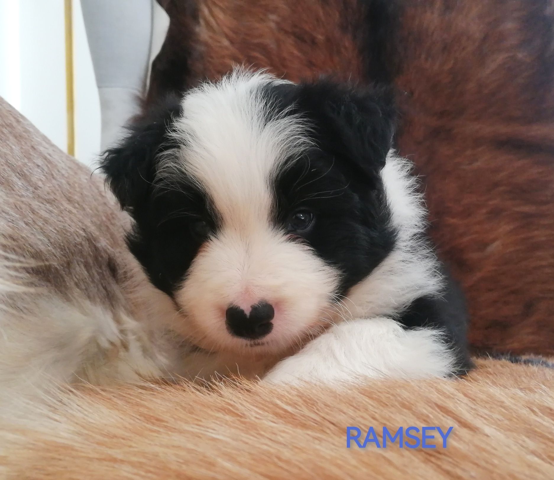 Border Collie Piesek Czarno-Biały