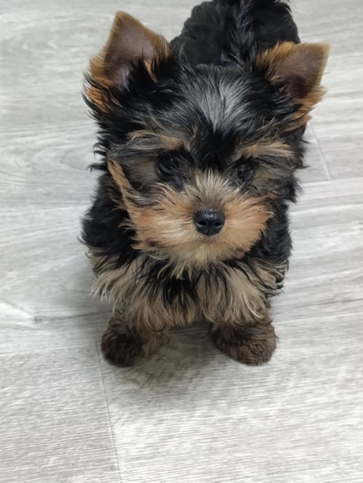 Продаю щенков йоркширского терьера.