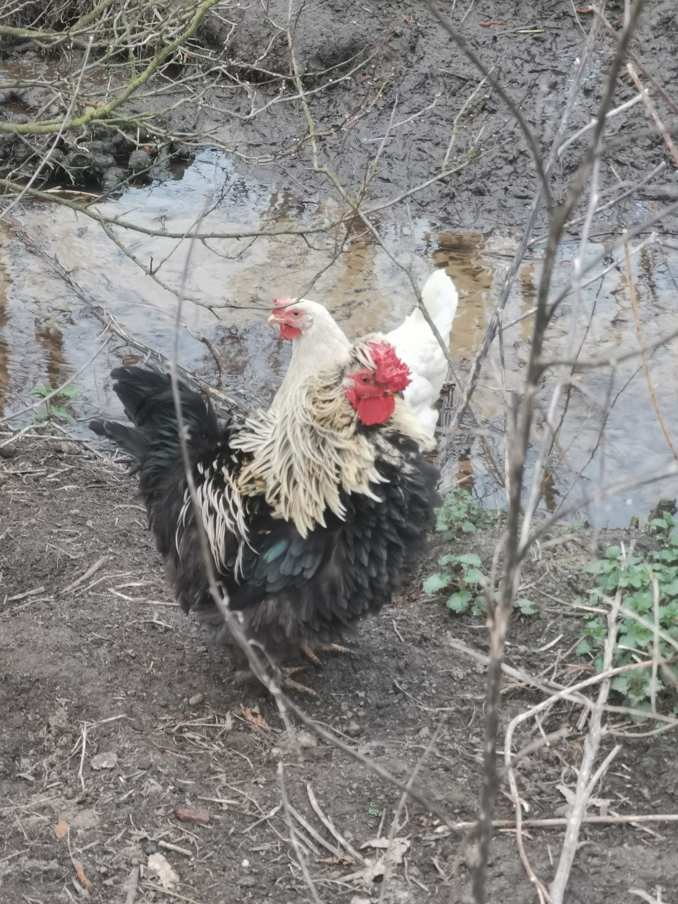 Kogut niezwyklej urody. Rasy Shershetka