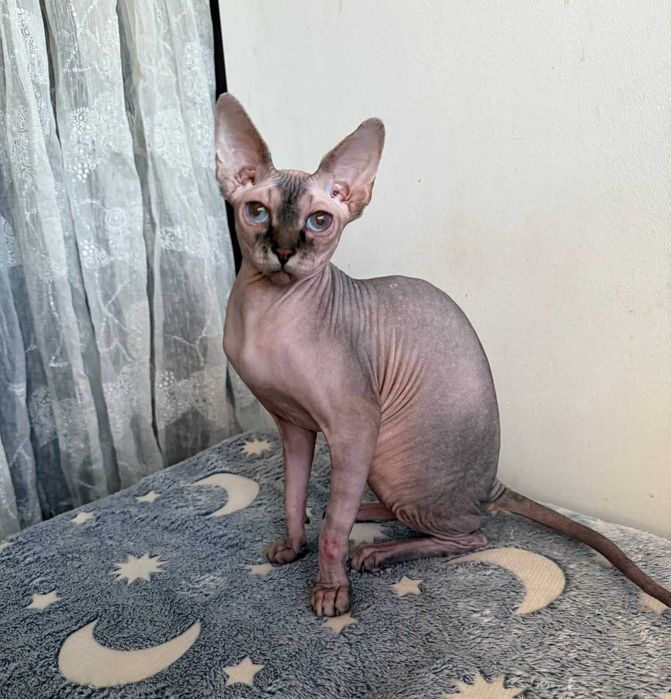 Лисенька (резиночка) ГОЛУБООКА кішечка Гуся Сфінкс, вік близько року.