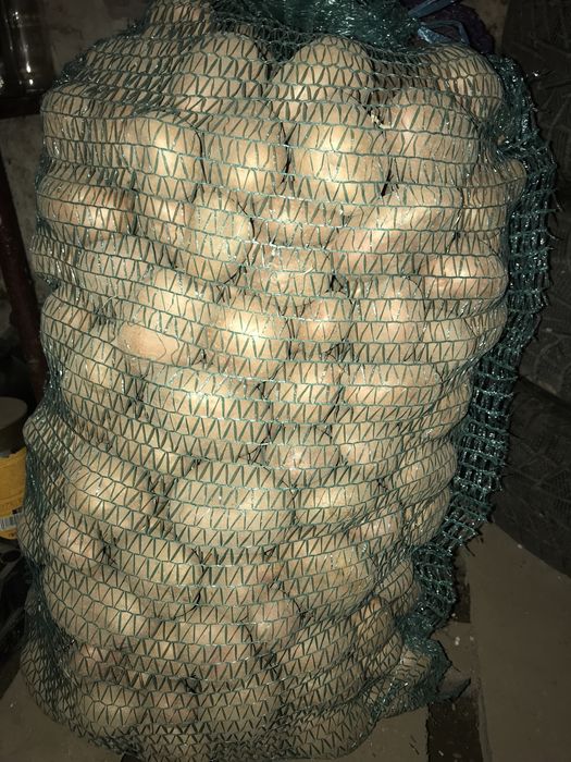 Насінева картопля Сарпо Миру