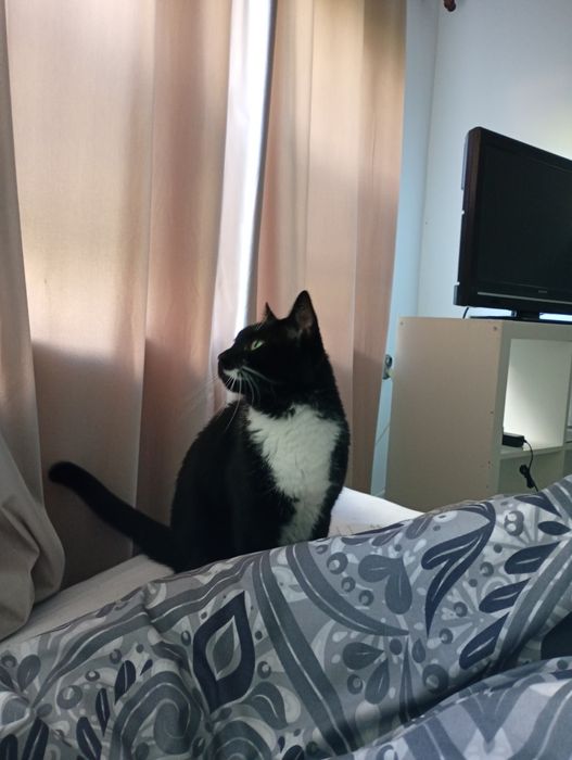 Potrzebuje opieki do kota