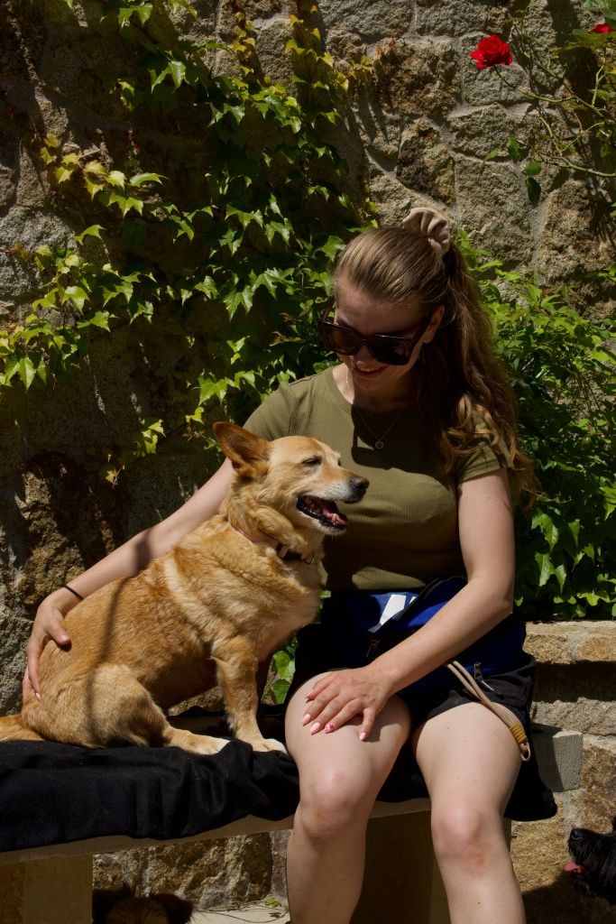 W typie corgi do adopcji