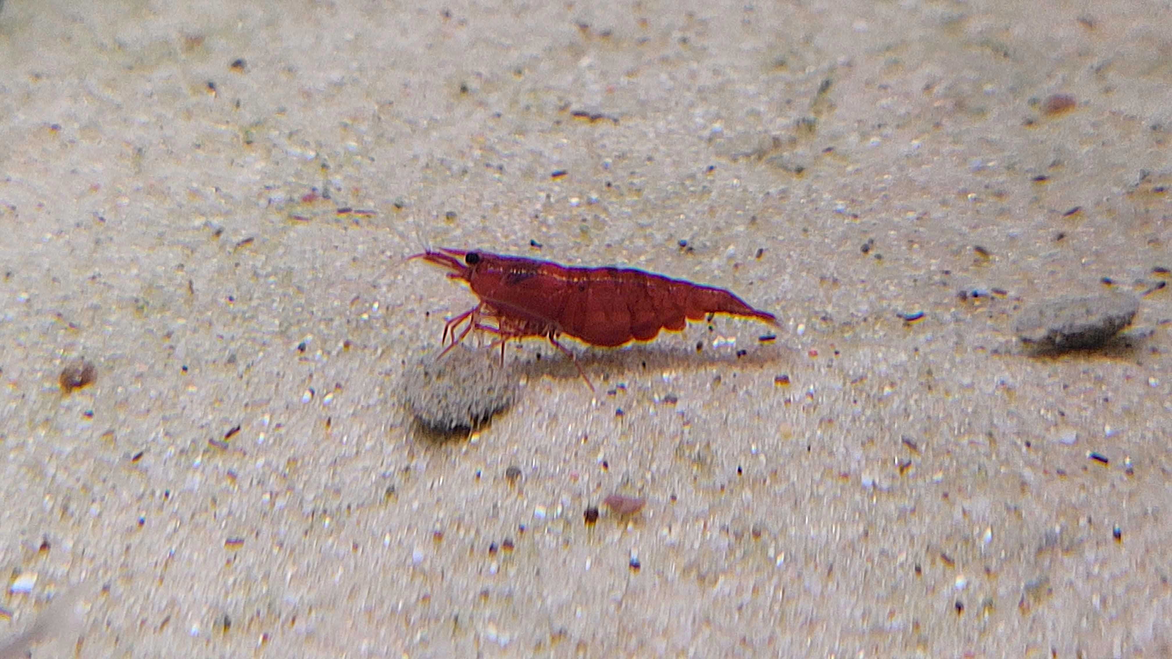 Krewetki Red Cherry