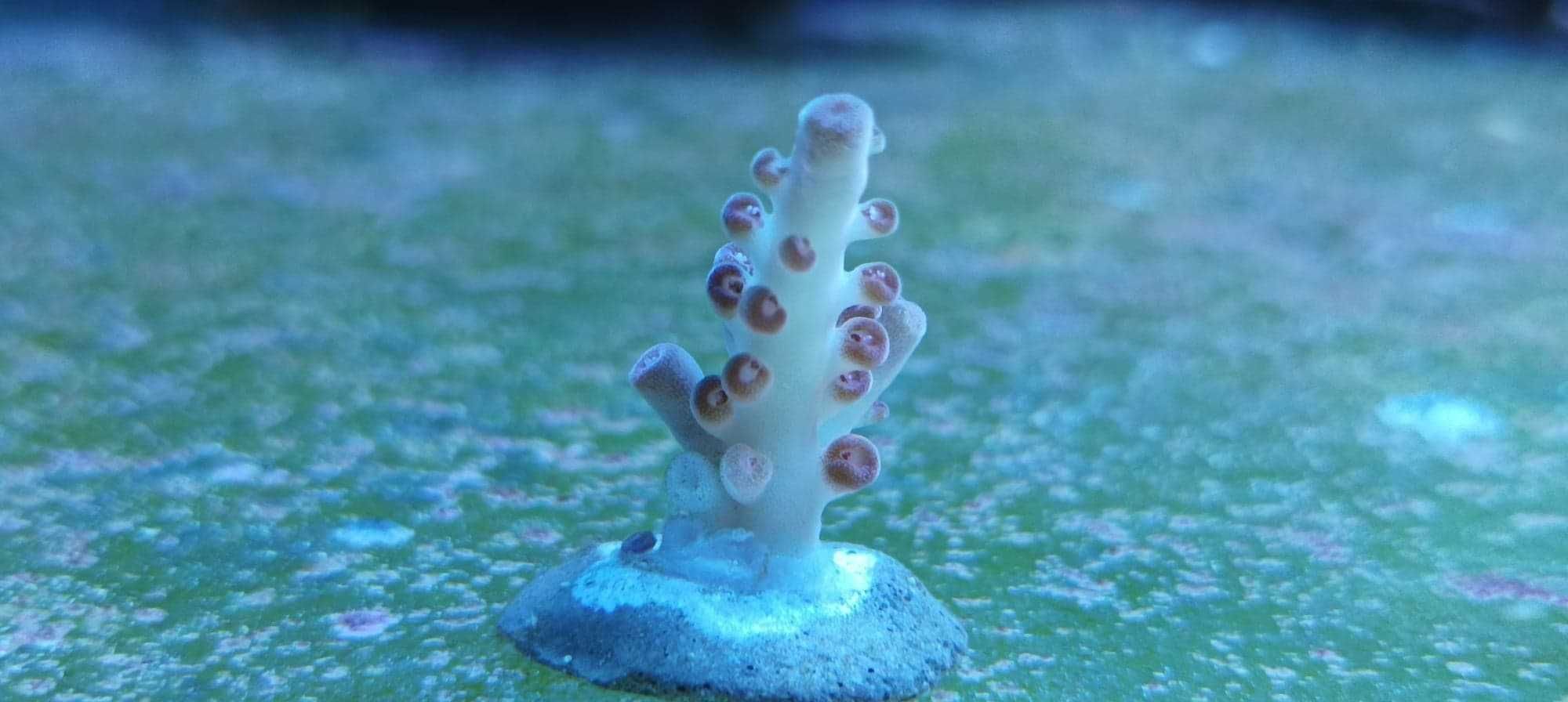 Acropora koralowce sps szczepki akwarium morskie