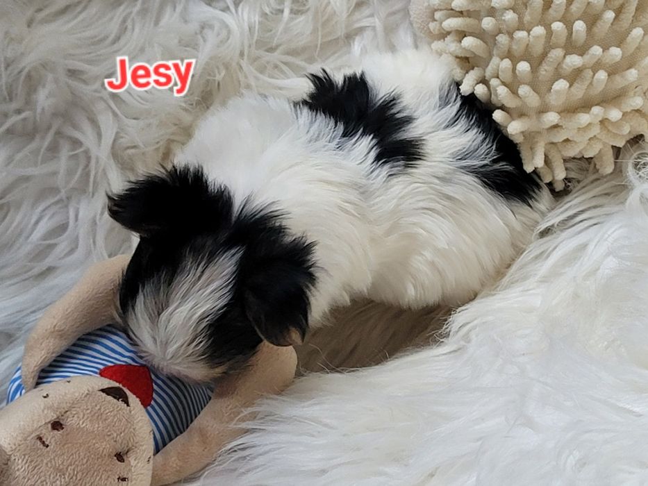 Morkie Yorkshire terrier biewer suczka