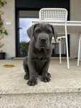 Cane Corso Italiano