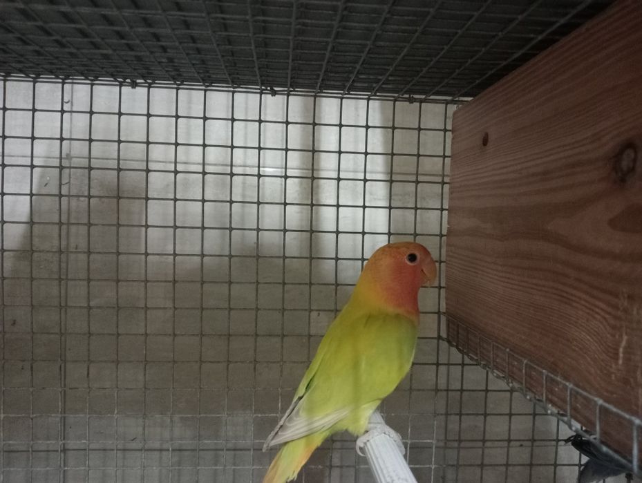 Agapórni para ceder