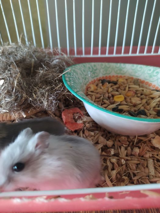 Хомячки Кременчуг