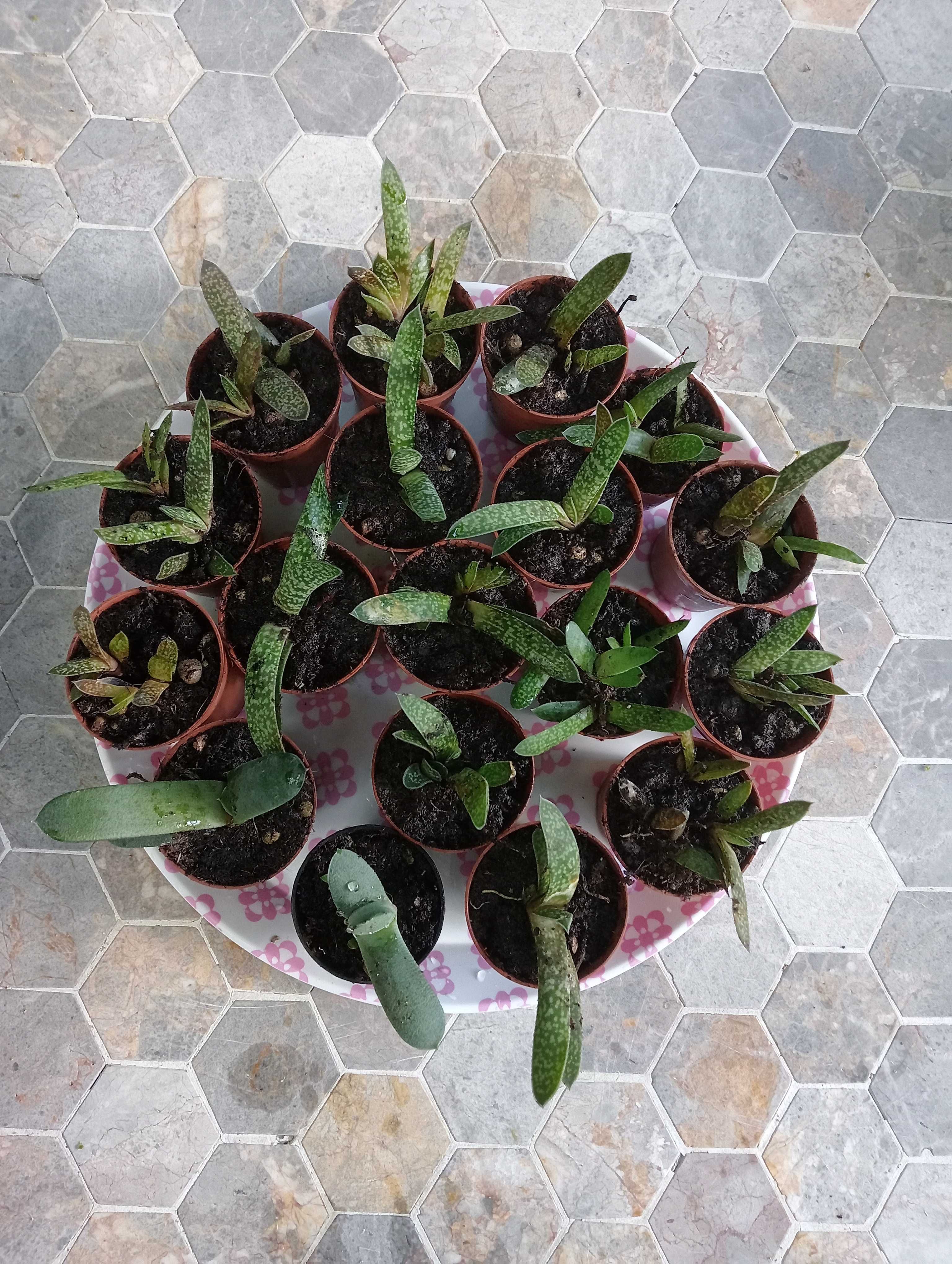 Planta suculenta, tenho vários para venda(ver fotos)