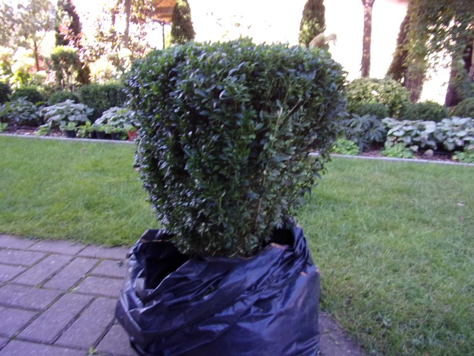 piękny duży bukszpan zdrowy prawie kula odbiór Olsztyn gratis kalina