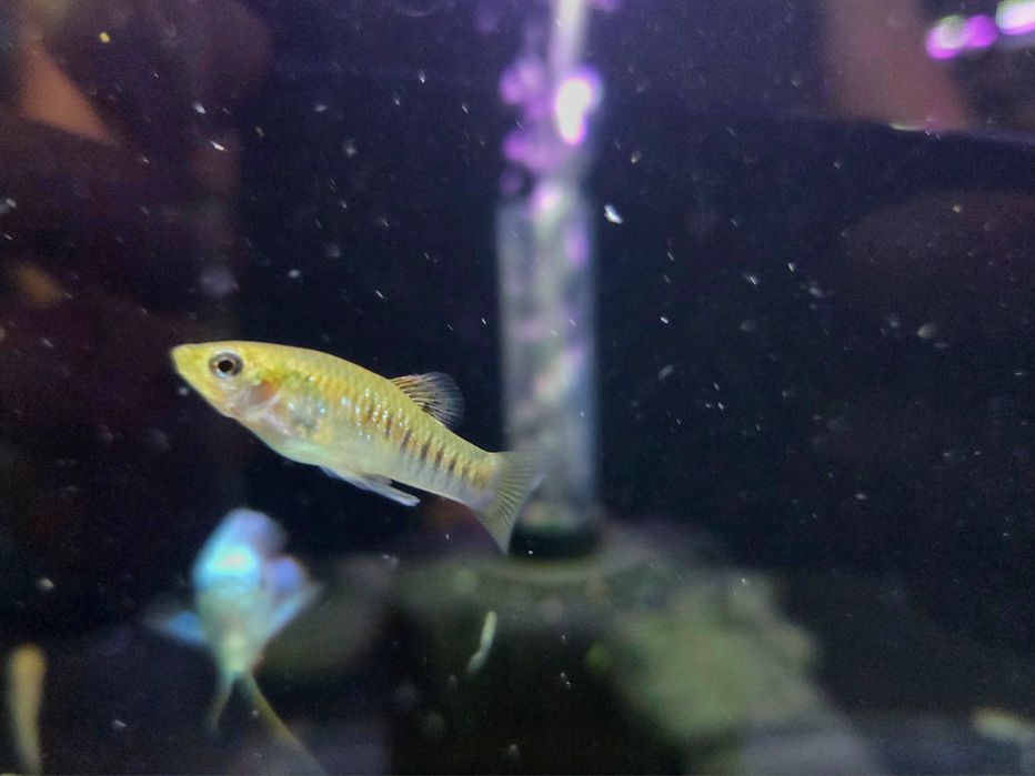 Limia nigrofasciata (limia pręgowana)