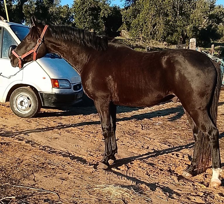 Cavalo preto   .