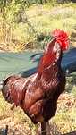 Ovos galados (férteis) Rhode Island Red