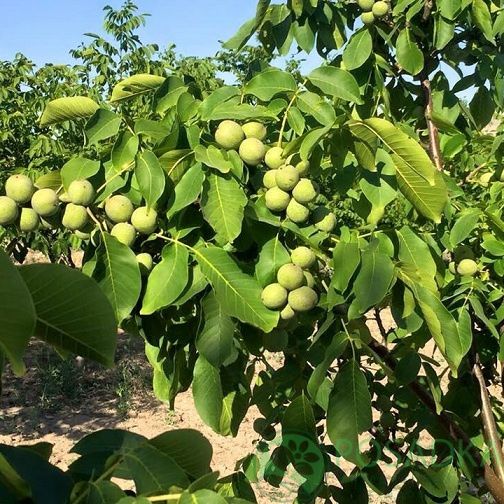 Саджанці низькорослого волоського горіха Ідеал, саженцы грецкого ореха