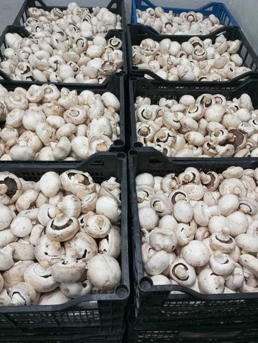 Печериці гуртом — свіжі, у лотках, консервовані, сорт 1-2, Шепетівка