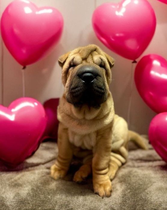 Цуценята шарпея собака шарпей