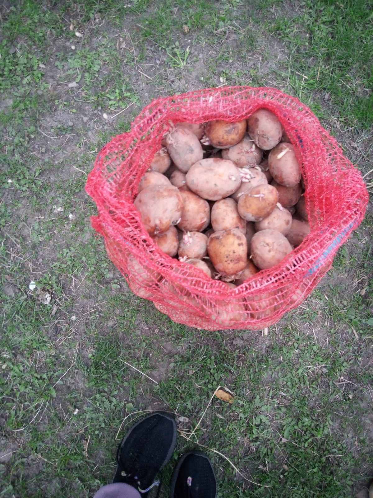 Насіннєва картопля «Конект» та «Словʼянка»