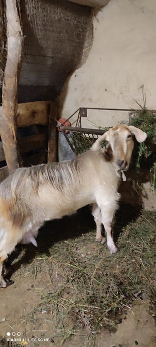 Коза вік 2 роки кітна