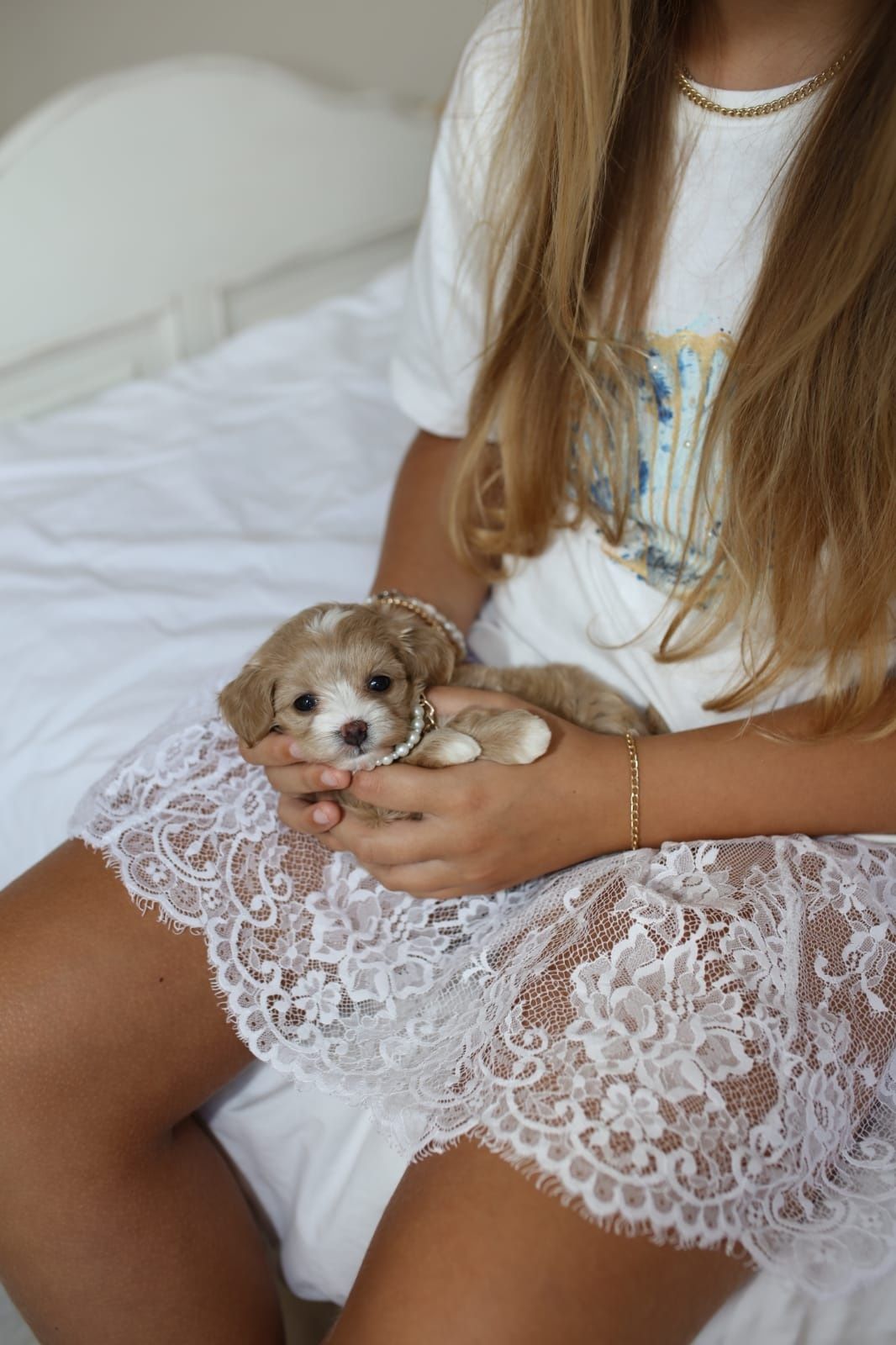 Мікро мальтіпу дівчинка ф1, девочка микро мальтипу, maltipoo micro f1