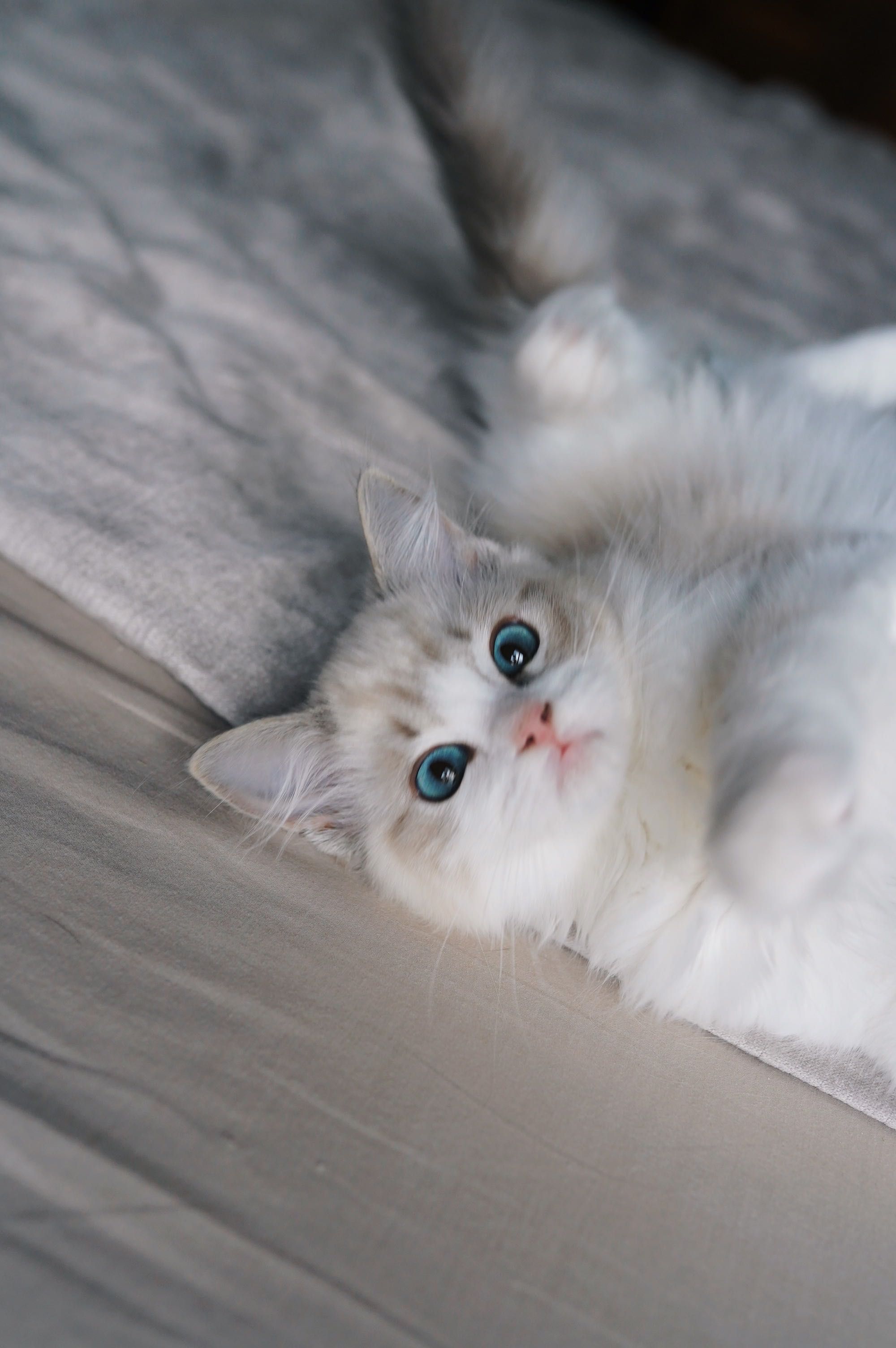 Ragdoll kocurek PL*AVOCADO Wrocław