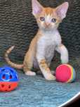 Devon rex FPL Kocurek