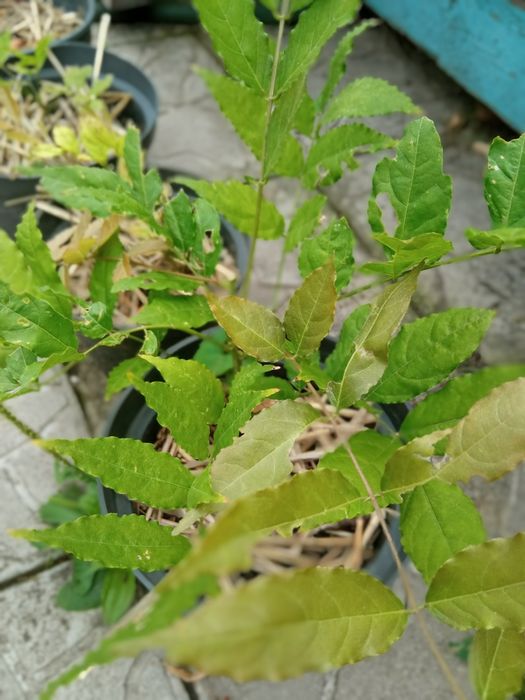 Саженец Глицинии.