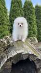 Pomeranian/szpic miniaturowy