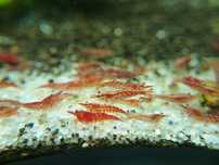 Krewetki Neocaridina mix