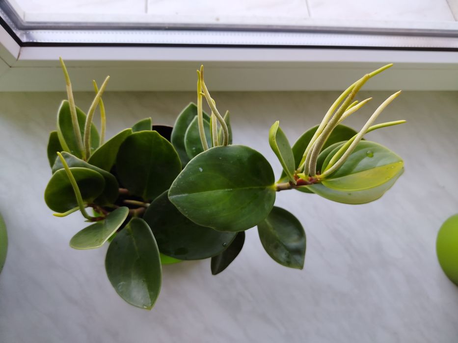 Восковик, рослина швидко росте.