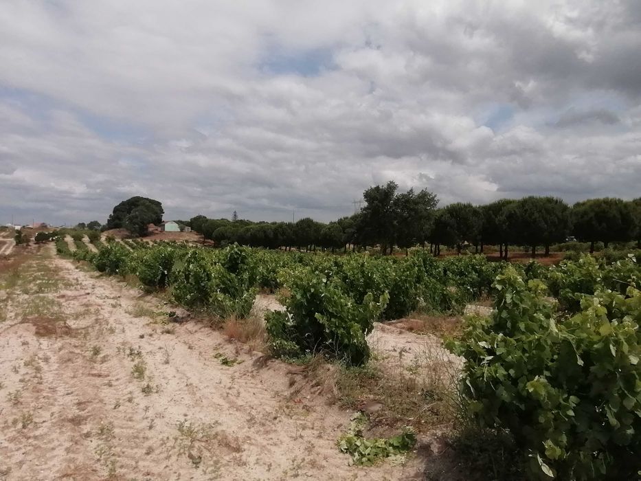 Terreno Rústico com 5.147 m2 - Cajados - Palmela