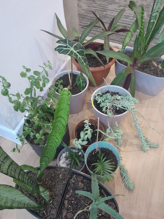 Продам багато вазонів