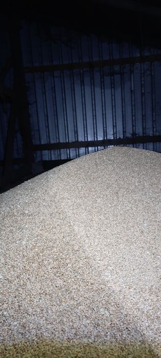 Pszenica Euforia- możliwy transport