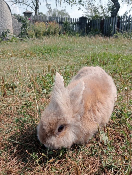 Продам декоративного кролика
