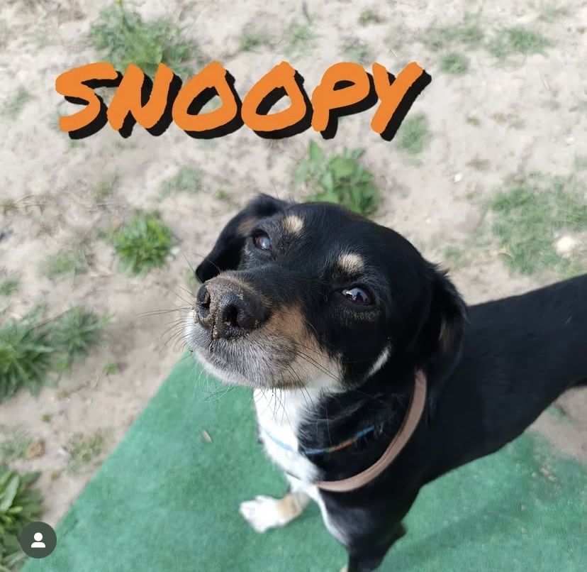 Snoppy - Cão para adopçao