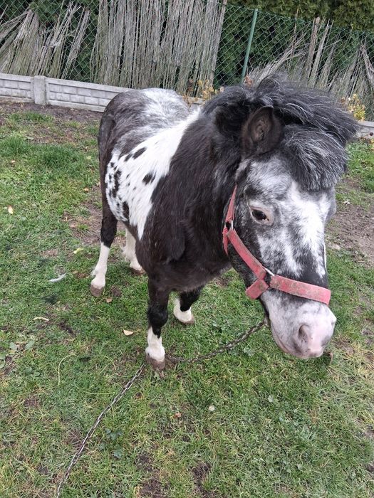 Sprzedam konika (kuca)