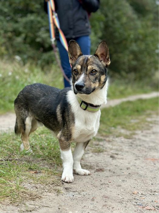 Pocieszny Bobik do przygarnięcia